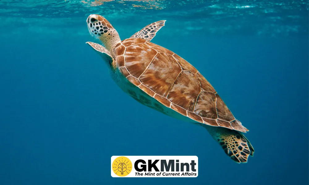 India turtle species