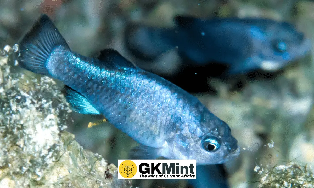 rare fish in the world