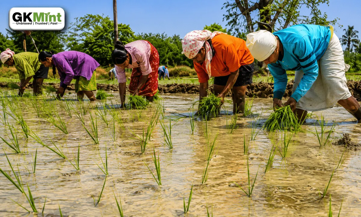Kuruvai Cultivation Special Package