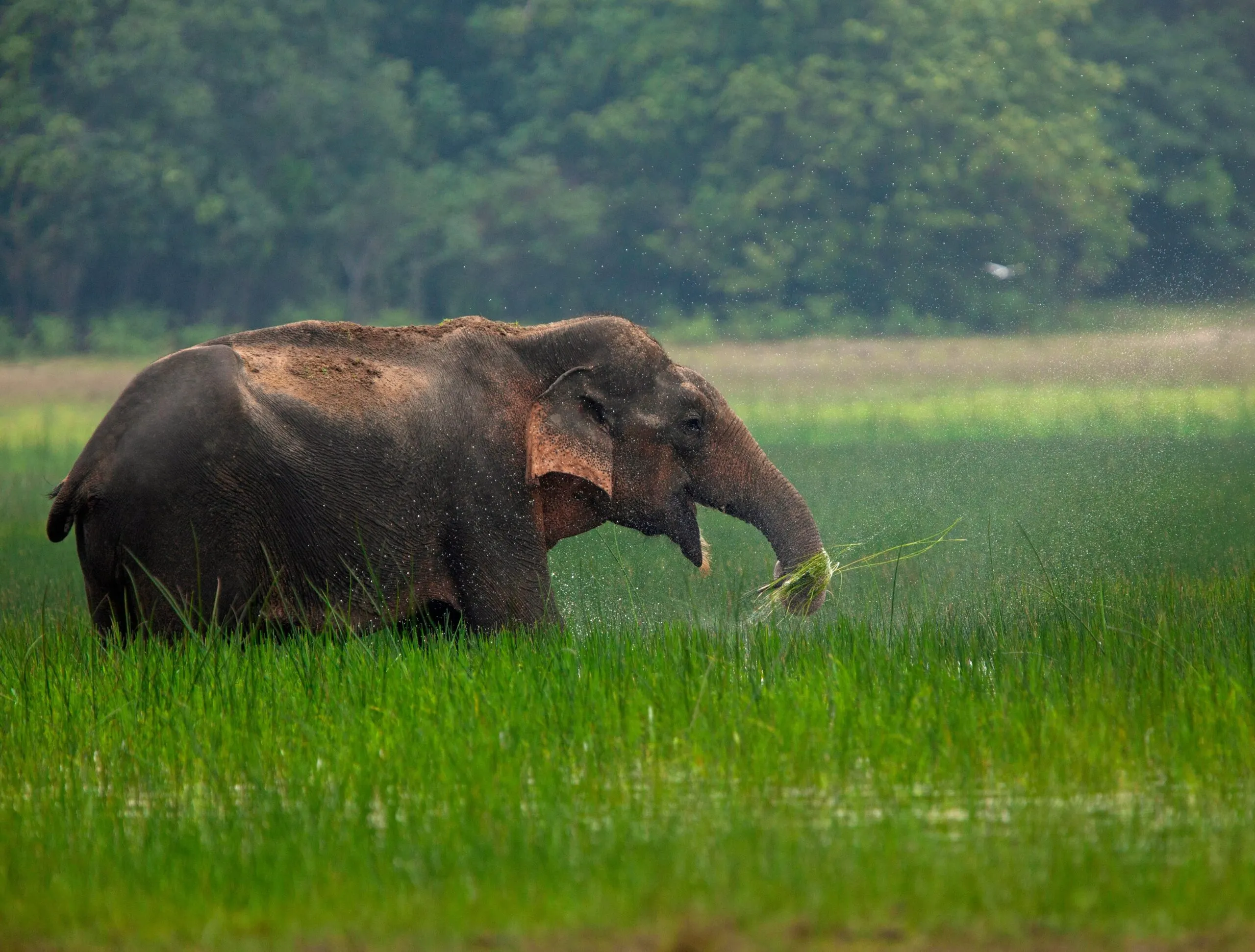 Gudalur: Wild elephant wanders on road eating sugarcane